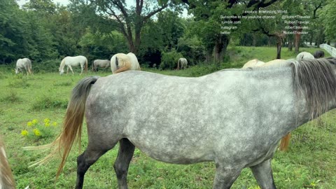 Today in Lipica -Slovenia home of the beautiful Lipizzan or Lipizzaner horses