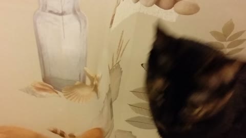 Chloe the cat loves shower curtains