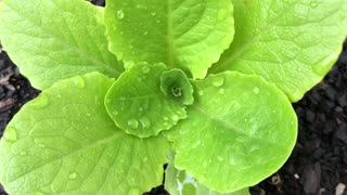 Green plants in my garden