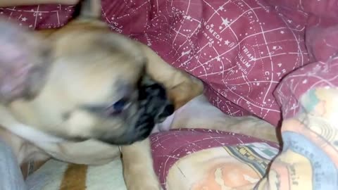 French bulldog puppy struggles with himself