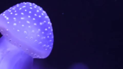 Jellyfish: Mysteries of the Deep Unveiled!