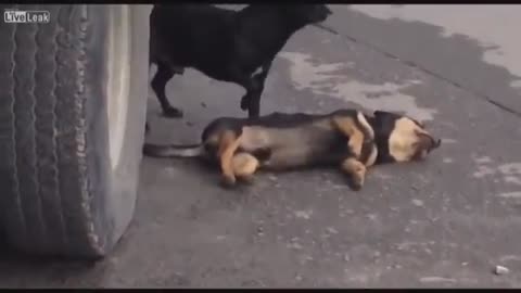 SO SAD!!! Dog tries to wake up his lost friend