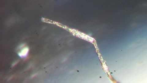 Living Artificial SPecies Seen In Microscope