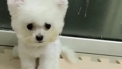 Amazing dog baby cute video