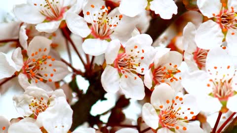 White flowers openning