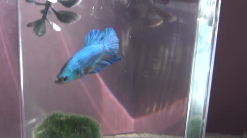 Blue Plakat Betta fighting fish