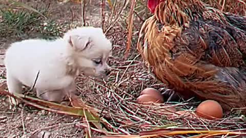 Puppy’s love and being loved.