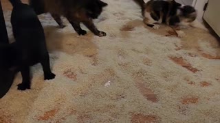 Quirky Kittens Roll Around in Rice