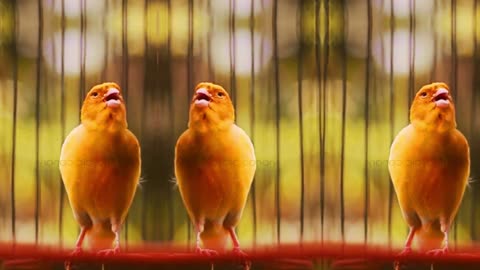 canary song splendor
