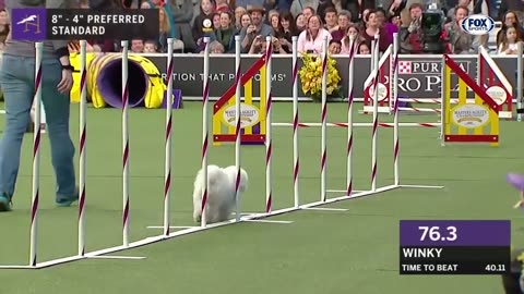 best WKC Dog Show moments to celebrate National Puppy Day