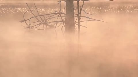 Did you see the bird ~ Morning mist at 📍Lake Doxa, Peloponnese, Greece ~