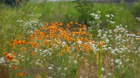 Free HD Videos | Flower Stock Footage | Garden | Nature