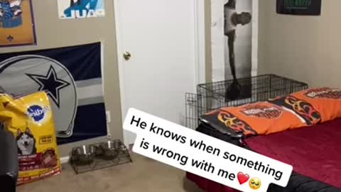 Dog Whines Out of Worry When Owner Feigns Death