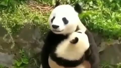 Panda hug