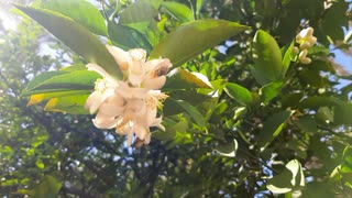 Bees sucking flower nectar