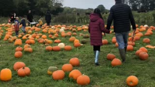 Picking Pumpkins