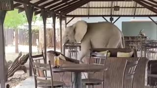 Elephants casually walk right through the middle of restaurant