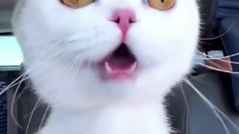 Meow Mix-ups: Side-Splitting Cat Reactions