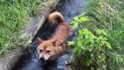 Clever Shiba Inu Finds The Perfect Place To Cool Off