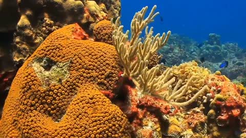 beauty and animal life on the seabed