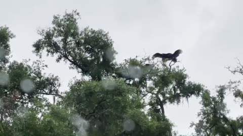 The mother of all crypto black swan events. The vulture omen at my house!!