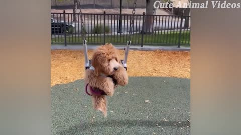 Cute Puppy Doing Adorable Things - Must Watch!😂
