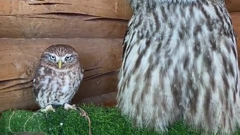 Cute baby owl video