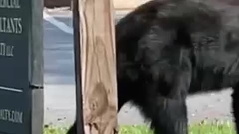 Black bear too close for comfort, walking on a public street in the middle of the day
