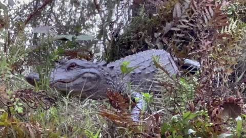 Momma Alligator Godzilla survived Hurricane Ian