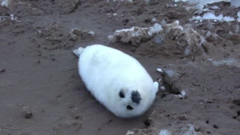 seal pup.AVI