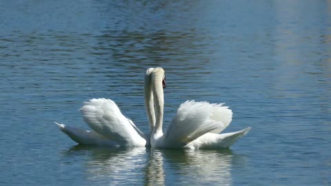 Swan Couple Performs Exquisite Courtship Dance on Florida Lake