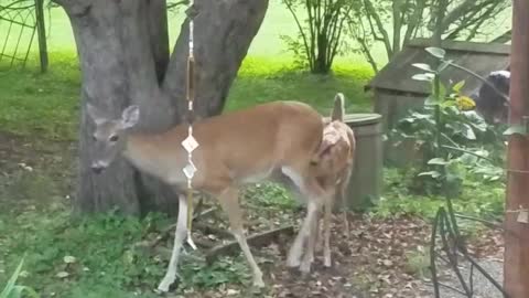 Fawn Tries to Nurse