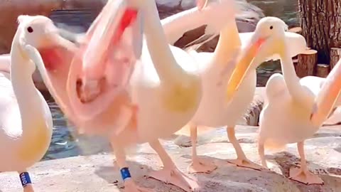 Cute birds dancing together😁😁😁🤪