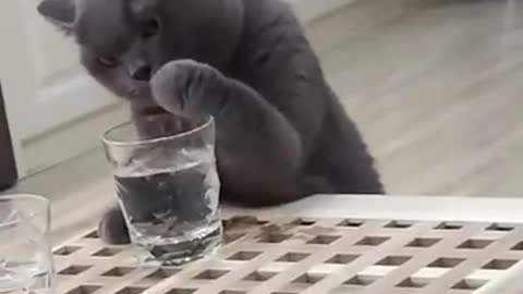 Tiktok how the animals drink 🍹 so funny 😂