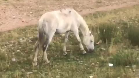 White horse in the mountains