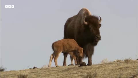 Baby Animals of Yellowstone Yellowstone BBC Earth