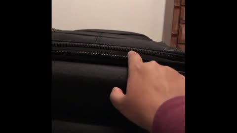 Determined cat claims suitcase, refuses to allow owner to pack