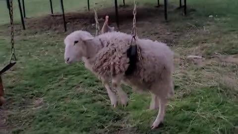 Sheep Struggles After Getting Stuck on Swing