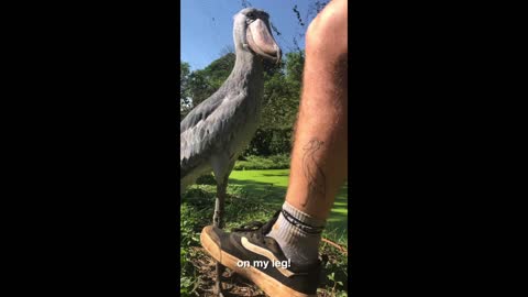 Meet the Shoebill Stork (Balaeniceps Rex)