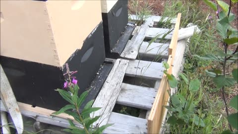 Beekeeping In Alaska with yukonjeff