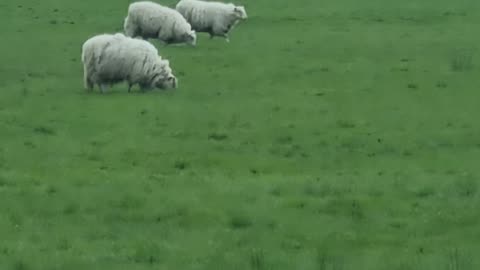 Some Sheep In North Wales