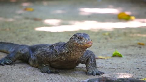 Seeing Komodo Activities up near on Komodo Island