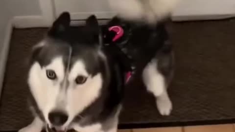 Smart and cute dog training