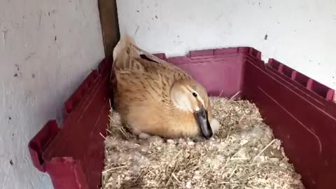 Mama Duck Tucks In Her Baby and Eggs