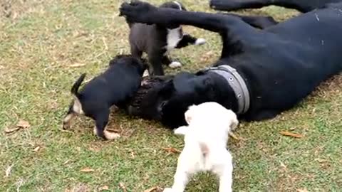 Dog Chewing a bone, while cutie babies playing with mother dog, A cute moment to see