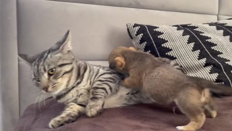 Funny Cat Reaction to Puppies [Kitty sees them for the First Time