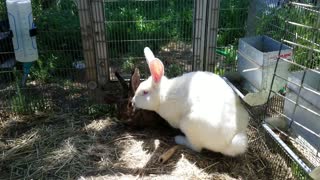 Flemish Giant Rabbits