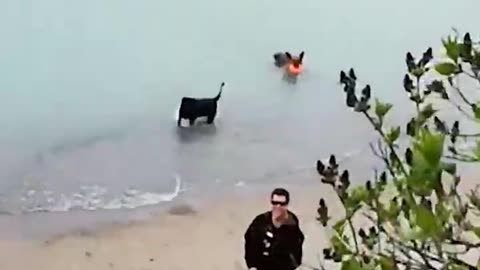 Harlious Dog Freaks out when they sea the Ocean