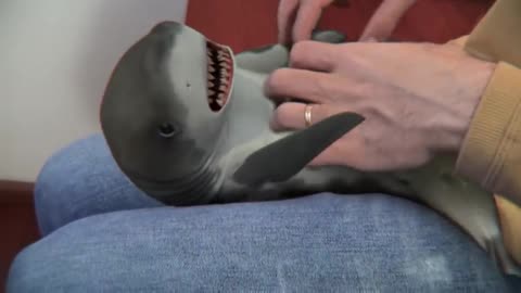 BABY shark to laugh really