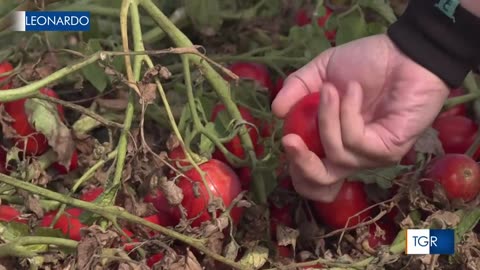 Articolo agroecologico forense sulla Crisi Agroalimentare Giuseppe Altieri TGR Leonardo del 19012024